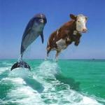 Bogdan Totyo's Photo